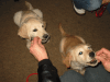 2-Hunde-2-Keks