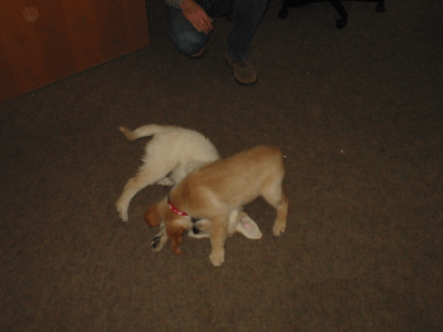 Buerohunde