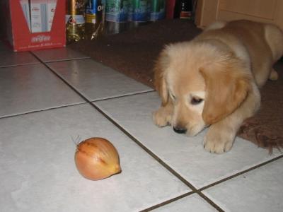 Zwiebel
