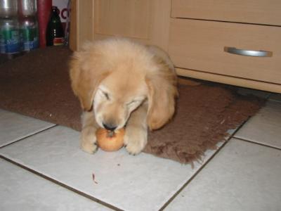 zwiebel1