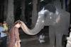 madurai_elefant