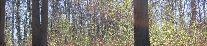 Zauberwald