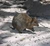 Quokkas nur auf Rottnest 