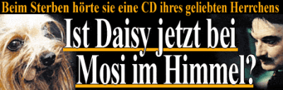 7-1-5633424-daisy-tot-home