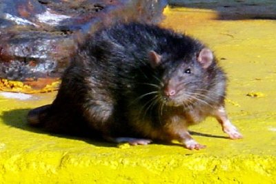 ratte_new_york_zwei_576518a_400x267
