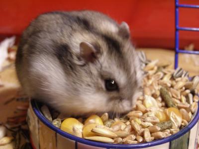 Tammyfoodbowl