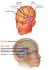 Das limbische System ist eine Ansammlung komplizierter Strukturen in der Mitte des Gehirns, die den Hirnstamm wie ein Saum (lat.: limbus) umgeben. 
<br />
Der Hippocampus spielt eine zentrale Rolle bei der Bildung und Verarbeitung von Erinnerungen. Der Hypothalamus kontrolliert u.a. die Hypophyse und damit die Hormonlage des Körpers. Die Amygdala (Mandelkern) ist für die Stabilisierung der Gemütslage, für Agression und Sozialverhalten die entscheidende Schaltstelle im Gehirn.
<br />
(Aus: http://www.sinnesphysiologie.de/hvsinne/schmerz/ziele.htm)