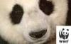 Panda-WWF