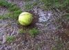 ball-im-regen