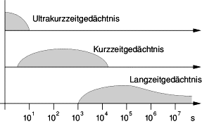 gedaechtnisdauer