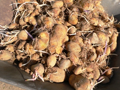 Kartoffenl_entkeimen