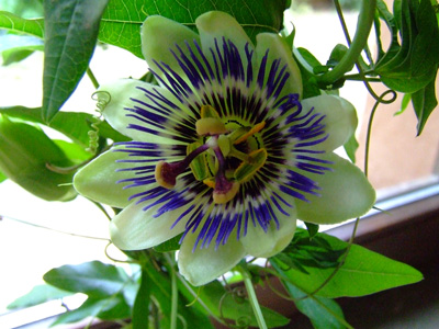 P_blume