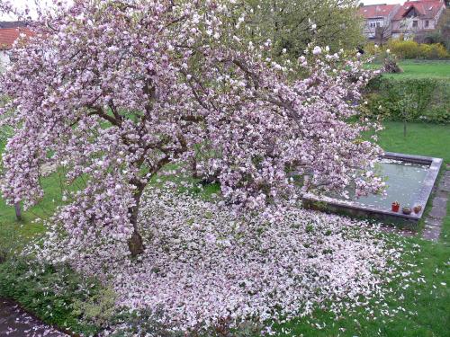 Verbluehende_Magnolie