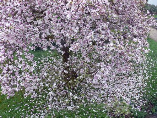 Verbluehende_Magnolie_2