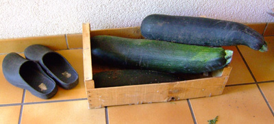Zuchini1