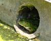 frosch-im-abfluss