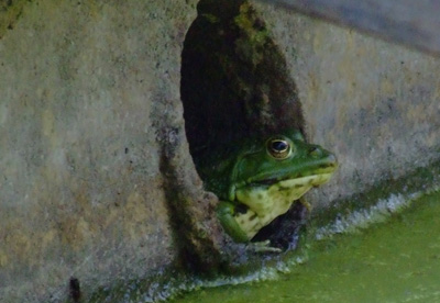 frosch-links