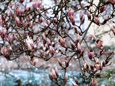 magnolie2