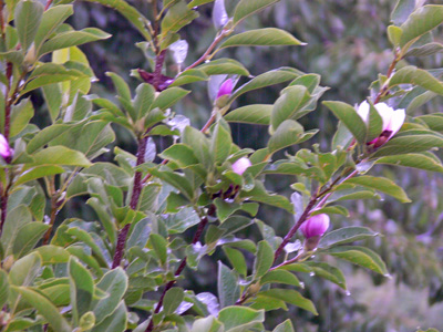 spaete-magnolie