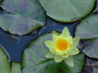 teichrose
