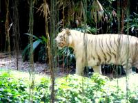 Singapore-Zoo2