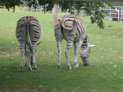 Zwei-zufriedene-Zebras-