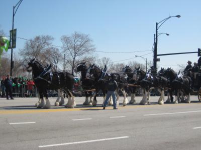 Clydesdales-bei-der-St-Pattys-Day-Parade