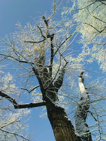 baum