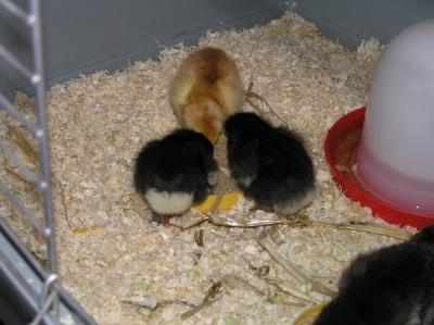 2-Tage-alt-1-2-