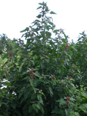 Baumspinat-im-Eifelgarten