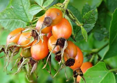 Herbst-im-Eifelgarten