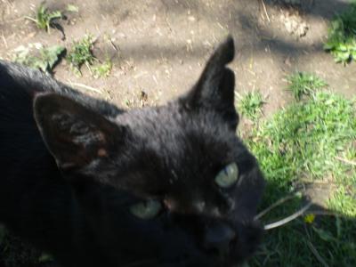 Kater-Sternchen-Dauergast-in-meinem-Garten