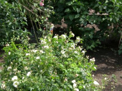 Madame-Hardy-in-voller-Bluete