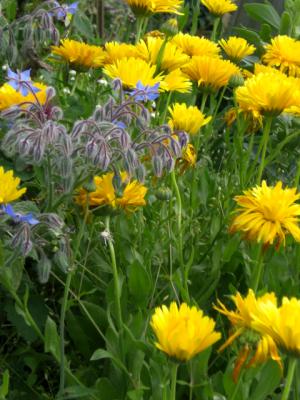 Ringelblume-und-Borretsch-im-Eifelgarten