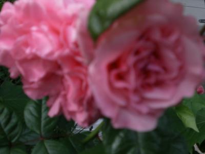 Rose-Zaide-im-Eifelgarten