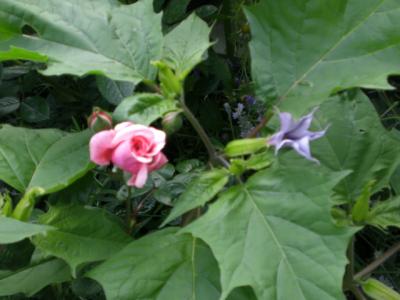 Rose-Zaide-und-Datura-im-Eifelgarten