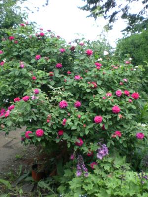 Rose-de-Resht-der-Strauch