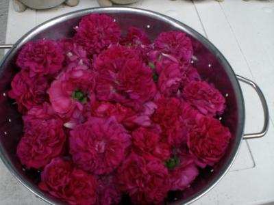 Rosen-Bluetenblaetter-frisch-gepflueckt