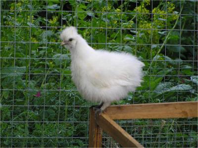 Schneewittchen