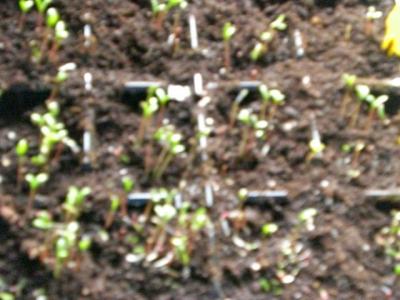 Tagetes-la-Bamba