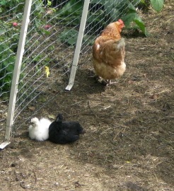 Yin-und-Yang