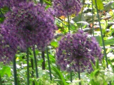 blaue-Blumen