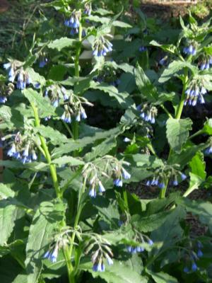 blauer-Beinwell