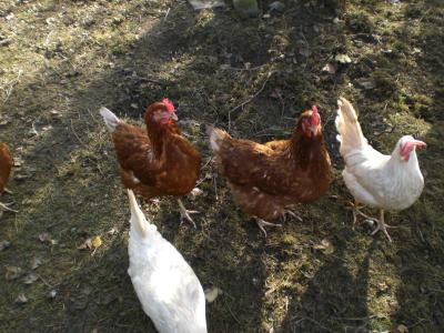 die-ersten-Bertas-und-Friedas