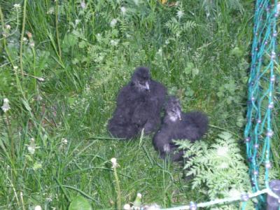 die-kleinen-schwarzen