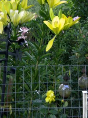gelbe-Riesenlilien-im-Eifelgarten