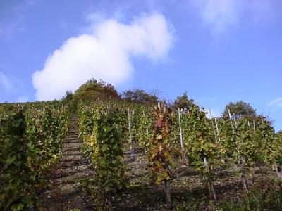 herbst-im-ahrtal2