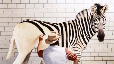 Zebra_Kreativitaet-560x315