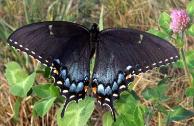 E-Tiger-Swallowtail-Black-f