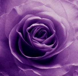 PurpleRose